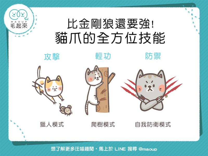 比金剛狼還要強！貓爪的全方位技能！