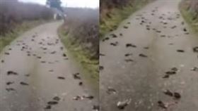 英國,鳥,集體死亡,安格爾西島,Isle of Anglesey。(圖/翻攝自youtube)