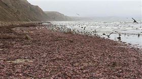 陰莖魚,海灘（圖／翻攝自baynaturemagazine IG）
