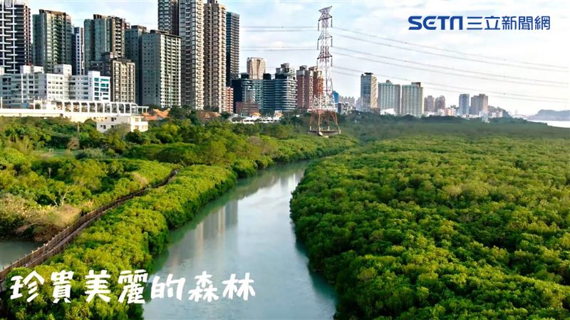 漫步水筆仔森林！紅樹林木棧道將重開