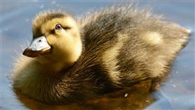 鴨子
圖/翻攝自unsplash