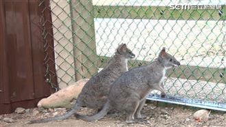 呆萌小袋鼠蹦跳現身！遊客呼：超療癒