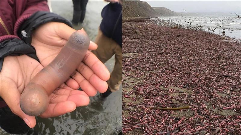 千隻老二魚曬太陽！陸滅食者蠢蠢欲動