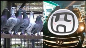 台中,鳥屎,攻擊,樹,肯德基,愛車,爆怨公社,中清路