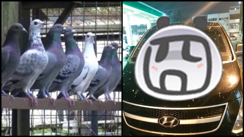 吃肯德基車被鳥屎轟炸　網：遠親復仇