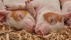 豬（示意圖／翻攝自pixabay）