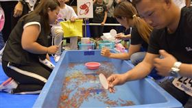 日本,撈金魚,大學,關西,大阪。(圖/翻攝自全国金魚すくい選手権大会臉書)