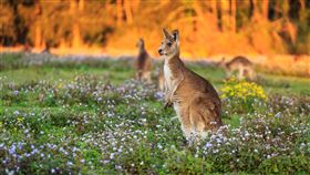 澳洲,旅遊,袋鼠（圖／booking.com提供）