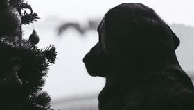 狗（示意圖／翻攝自pixabay）