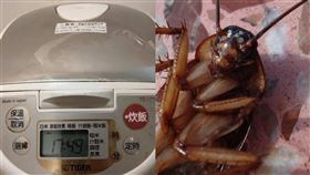 蟑螂,衛生習慣,婆家,電鍋,婆婆,老公,舊家具,人妻,崩潰