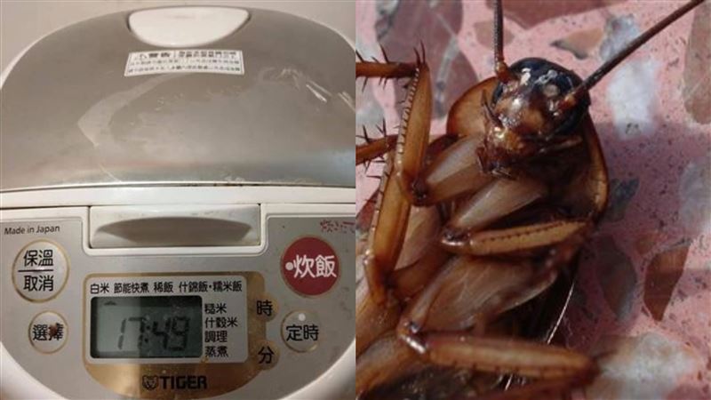 婆婆送舊電鍋竄蟑螂　人妻崩潰