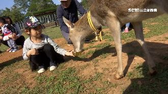 埔心牧場新村民！小袋鼠活潑樣貌超萌
