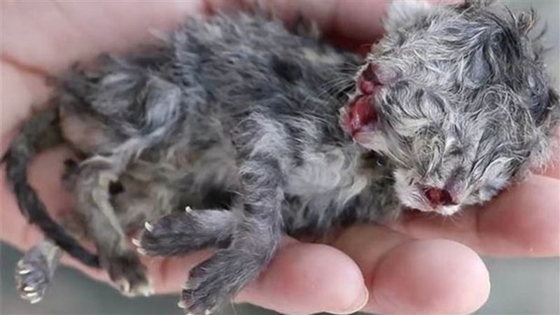 泰國驚現雙頭貓！命懸一線飼主不捨