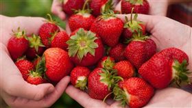 （圖／攝影者James Lee, Flickr CC License）草莓,採草莓https://tinyurl.com/t7twx3z