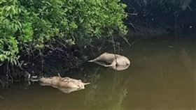 豬,霍亂,非洲豬瘟,印尼,食物,死亡,河川,丟棄,基督教,蘇門答臘　圖／翻攝自推特