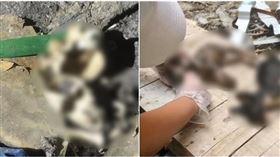 虐貓,工地,浪愛傳遞,貓屍,新竹