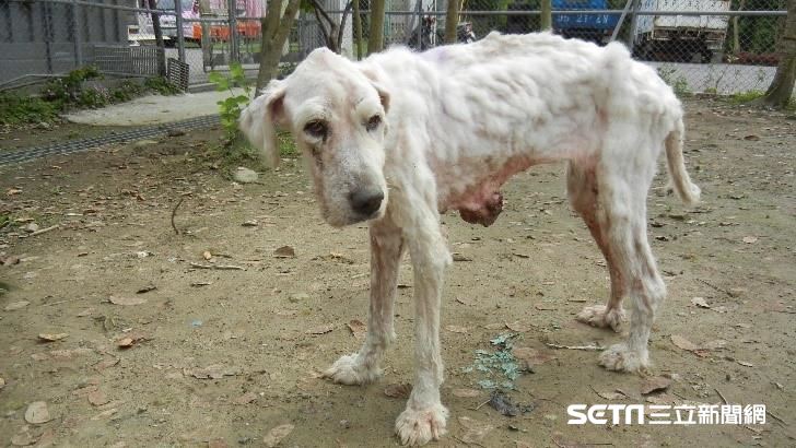 「再見了，大白」飼主別輕忽這種癌症