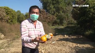 柑橘爛果滿山谷？林國慶貼文遭轟造假