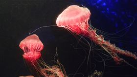 罕見黑海刺水母　海生館復育成功國立海洋生物博物館最近復育成功罕見的大型水母「黑海刺水母」，頂著粉嫩紅色的碩大泳鐘，宛如海洋中奼紫嫣紅的大紅牡丹。（海景公司提供）中央社記者郭芷瑄傳真　108年12月16日