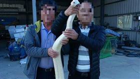 韓粉捕獲白蛇（圖／翻攝自李四川後援會臉書）