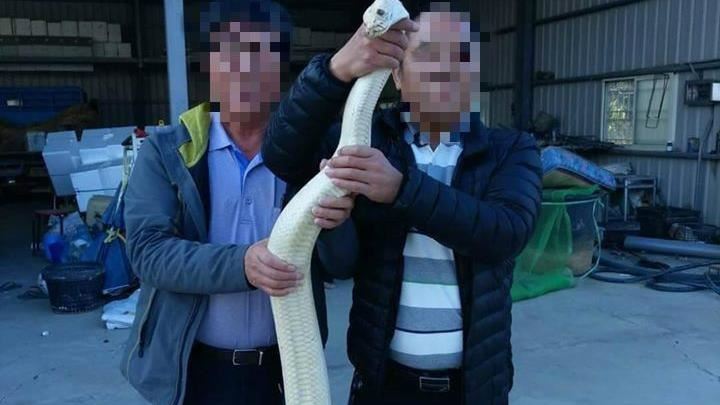 濁水溪抓白蛇　廖大乙：要也是女總統