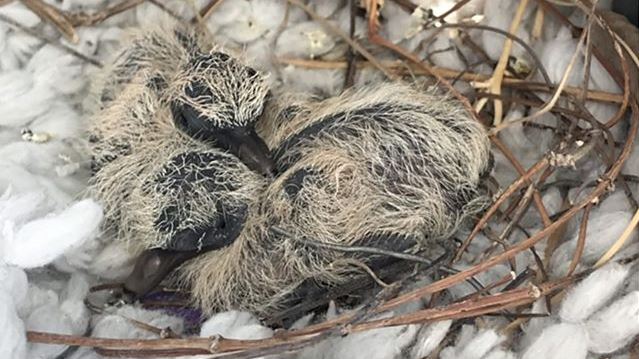 鳥寶寶討食失敗　他拍下眼神死一瞬間