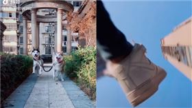 二哈撞倒主人。（圖／翻攝自抖音APP用戶@199595282）