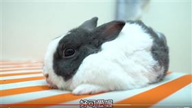 兔子,黃氏兄弟,翻攝自YT