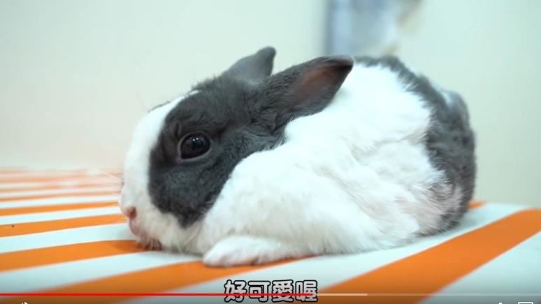 房間驚見流浪兔！他生無可戀貌網笑翻