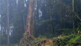 林管處搶救逾500歲老檜木（1）阿里山國家森林遊樂區神木車站後方，一株樹齡超過500年的檜木因南側根系遭溪水沖刷淘空，逐漸往北邊傾斜，林管處為搶救老檜木，建置擋土牆並拉鋼纜固定，目前情況已穩定。中央社記者蔡智明攝　108年12月17日