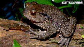 盤古蟾蜍,青蛙,送醫,花蓮,花蓮縣衛生局提供