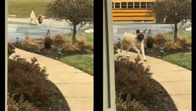 巨犬靜靜站車道上　每天溫柔守護小主人上學