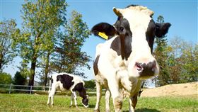 世界首例紡綞體轉置牛寶寶誕生（1）屏東科技大學教授沈朋志率領學生團隊，利用「紡綞體轉置（Spindle Transfer, ST）技術」，成功誕生世界首例ST牛寶寶，讓高泌乳的荷蘭牛具有台灣黃牛的抗熱性。（屏科大提供）中央社記者郭芷瑄傳真　108年12月17日