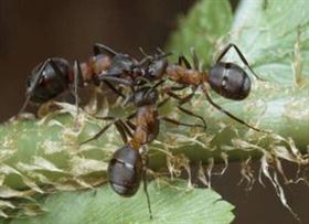 木蟻(互動百科)