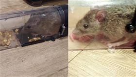 老鼠,捕捉,生寶寶,殺,不殺,滅鼠,爆廢公社公開版