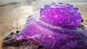 皇冠水母,澳洲,拜倫灣（圖／翻攝自Byron Bay Community Board臉書）