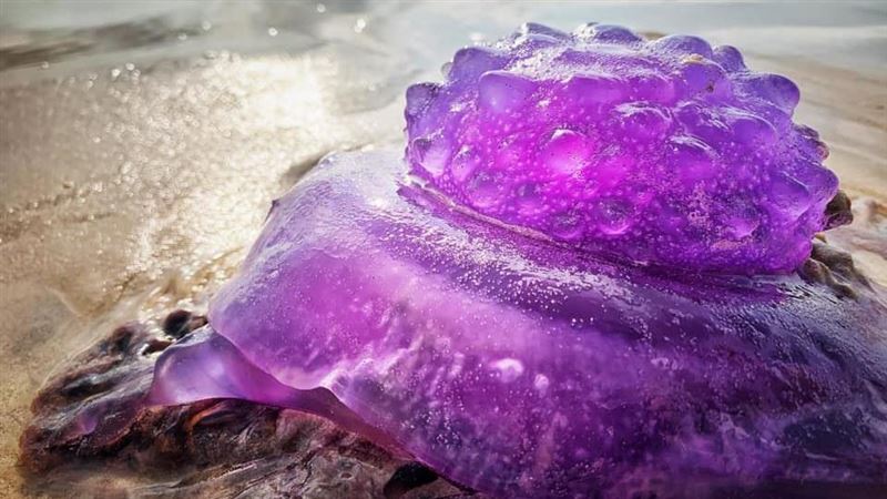 海灘驚見行走果凍？專家揭密謎樣生物