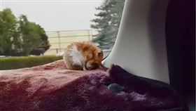 想讓寵物在任何地方都能安心睡著，需要建立相當大的信任感！日前有位網友在IG上發布一則影片，影片裡的黃金鼠「麻糬」在副駕駛座的擋風玻璃前呼呼大睡，超可愛的模樣羨煞許多網友，讓許多網友紛紛表示：「太可愛啦！」（圖／翻攝自sleepy_syrianhamster IG）