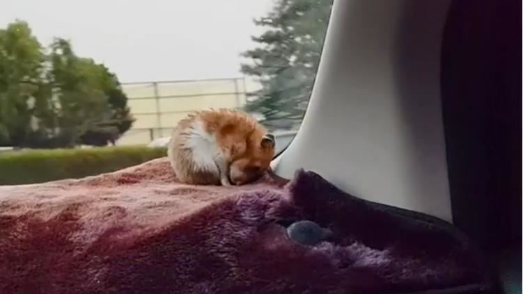 車子轉彎萌鼠滾一圈　可愛睡顏融化網