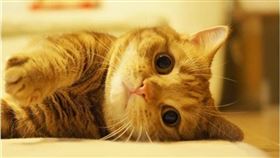 喵星人,貓咪,喵喵,短腿貓,Instagram,IG　圖／翻攝自ig