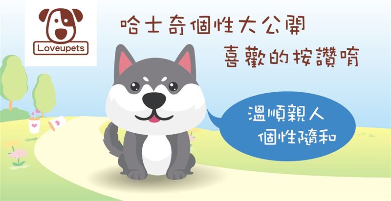 哈士奇個性大公開　溫順親和待人友善