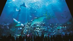 ▲在香港海洋公園可看到上千種海洋生物（圖／香港海洋公園）