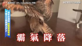 「不讓你玩！」　喵皇爽玩你丟我撿　不速之客意外來襲