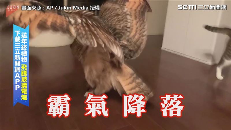 喵皇爽玩你丟我撿　不速之客意外來襲