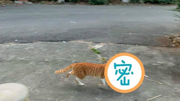 想拍可愛小黃貓　卻驚見「野性一幕」