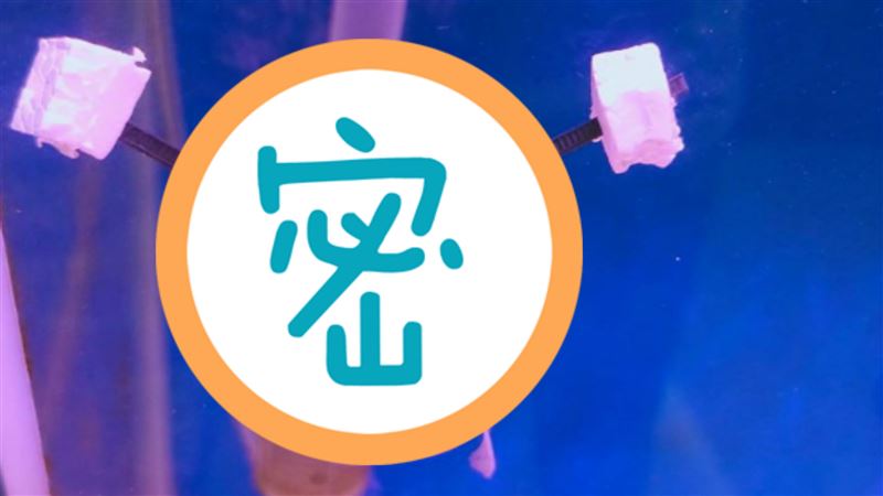 魚顛倒游！尪自製輪椅救援　網跪著看