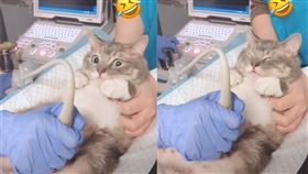 （圖／翻攝自tiktok）貓媽,產檢,反應