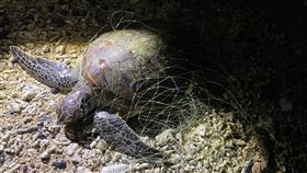 澎湖,綠蠵龜,誤遭漁網,纏住,岸巡,及時救援(圖/第七岸巡隊)中央社