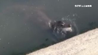 台南大排見1米長鱷魚　他驚：變大了