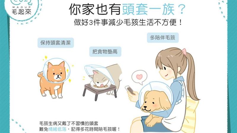 做好3件事　減少毛孩「頭套」不便
